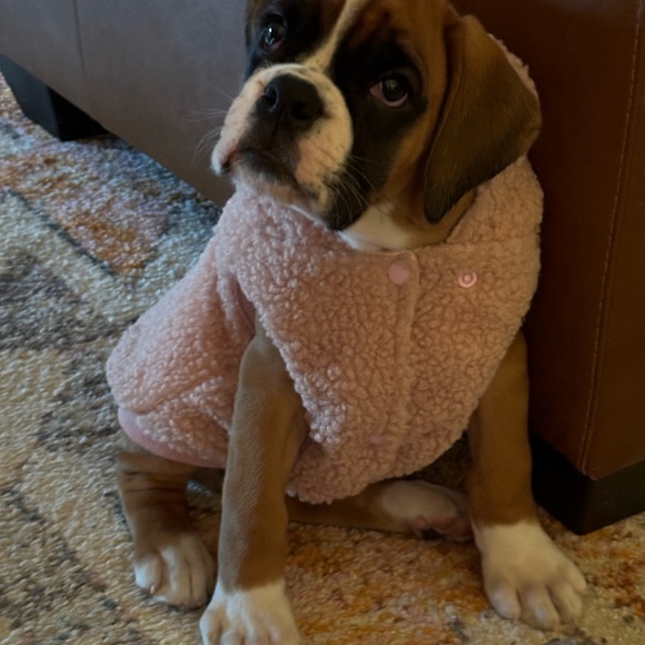 Dog - Picture 12 of 13